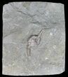 Dizygocrinus Crinoid Fossil - Warsaw Formation, Illinois #45572-1